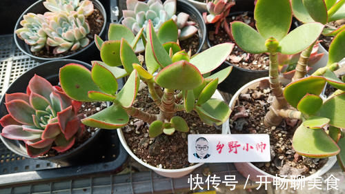 泥炭土|养多肉有“控养”和“润养”,都是对根系的养护,你了解吗?