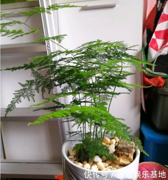 6种“漂亮花”，长了就狠剪，舍不得剪害处大，耽误一年开花量