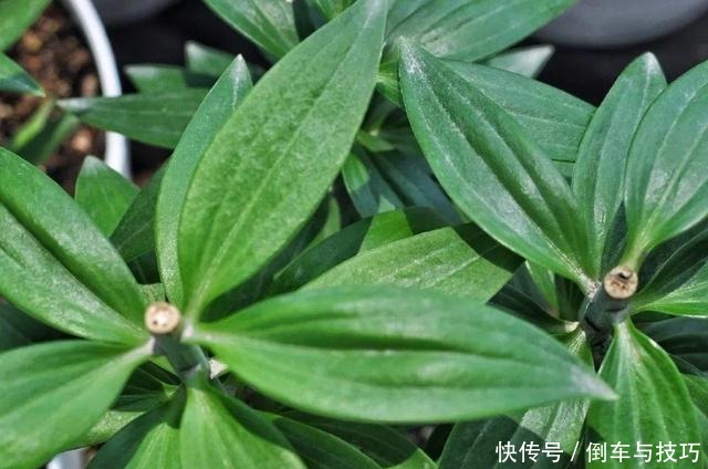 8种花,开完花别急着丢,剪一刀还能继续开!