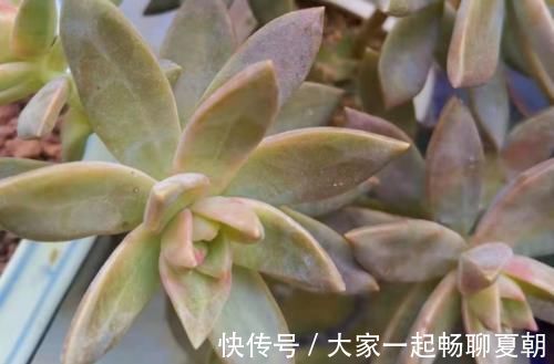 铭月|布丁和铭月是同一种多肉吗？看看布丁养了几个月后的状态就知道了