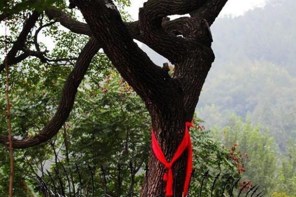 降龙木|降龙木是什么树被穆柯寨封为神木(树皮长有六道棱)