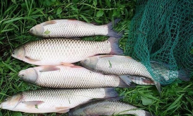 别把钓草鱼看的那么难,做到这几点,连竿中鱼如若等闲