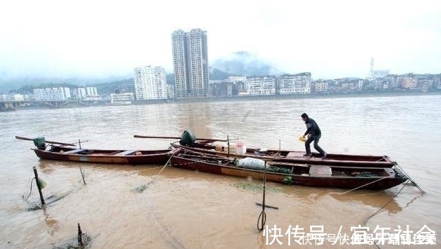 珠江入水口，洪水冲来大量“食人鲳”，牙齿尖锐，三五斤一条