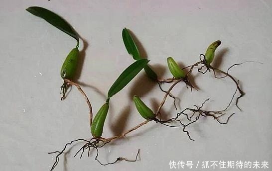 树干|农村一种野草,“喜欢”长在树干上,晒干后每斤40元左右