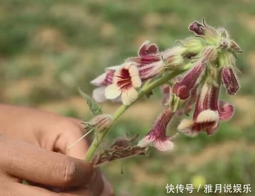 农村一种滋养肝肾的药材,妹子挖出根部直接吃,味道清甜如萝卜