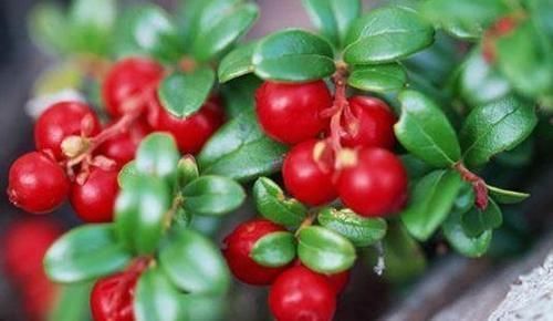 秋天|女人爱美适合常吃3种食物,排毒养颜,延缓衰老,肌肤更水嫩