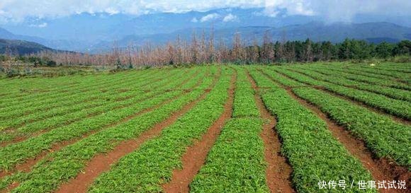 特色小吃|舌尖上的宁南——荞饼!