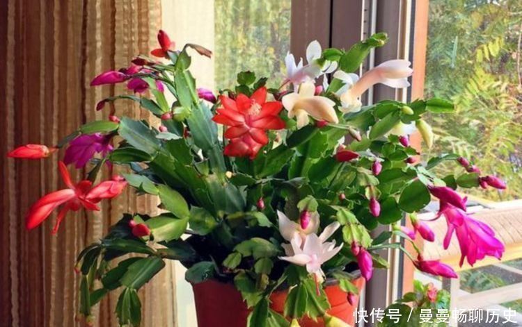 花草|家里养此款花卉,便宜又好养,堪称是开花机器,养在阳台极美