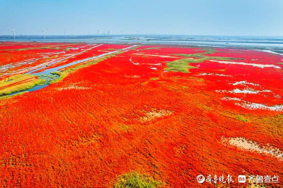 黄河三角洲|黄河东入海，“红毯”迎国庆