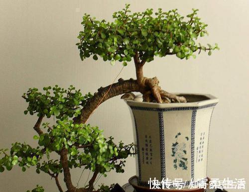 佳品|3种漂亮盆景，2年长成老桩，高端大气上档次，是家庭盆栽佳品