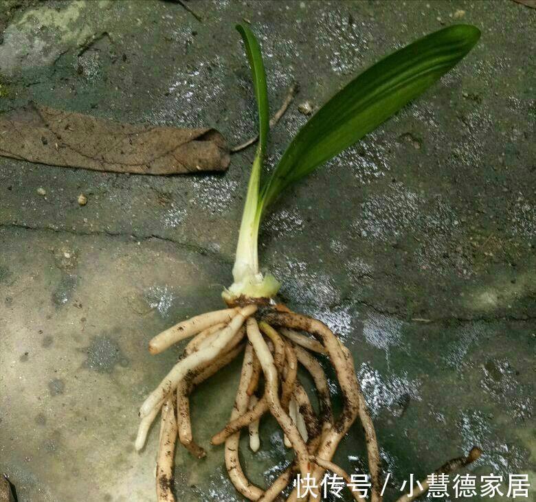 养分|4种“再生花”,九月“翻盆”开花多,花盆里还有“惊喜”很多