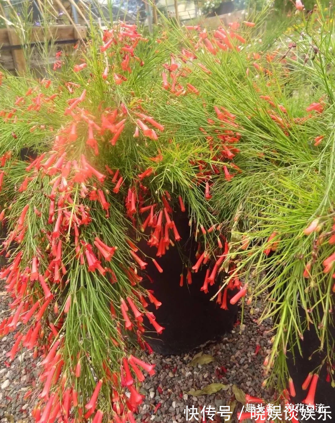 给家里多增添些热带风情,这12种红红火火的热带红花不可少