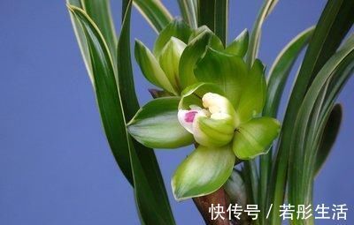 春兰|兰中皇后,“色”、“香”、“型”三美汇聚一身,是兰中佳品