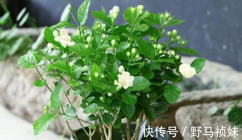 阳台上|喜欢养花,就养这4种花,越晒开花越旺,花市都抢着买