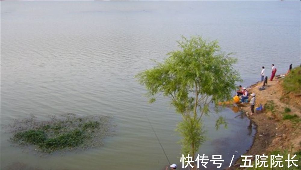 钓位选择的五大技巧,什么位置有鱼群,是可以“看”出来的!