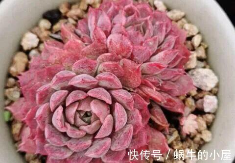 夏季|多肉植物有五怕，想要养好多肉，如果都不清楚，怎么能行