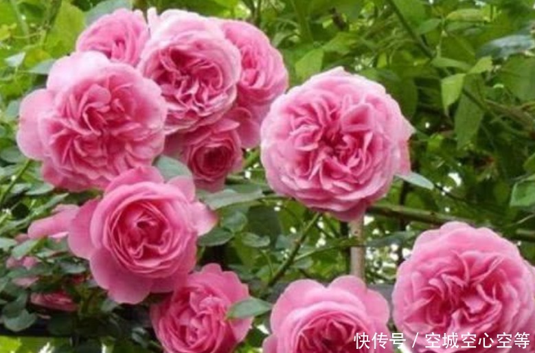 此款花卉，好养易爆盆，花香易打理，养在客厅美极了