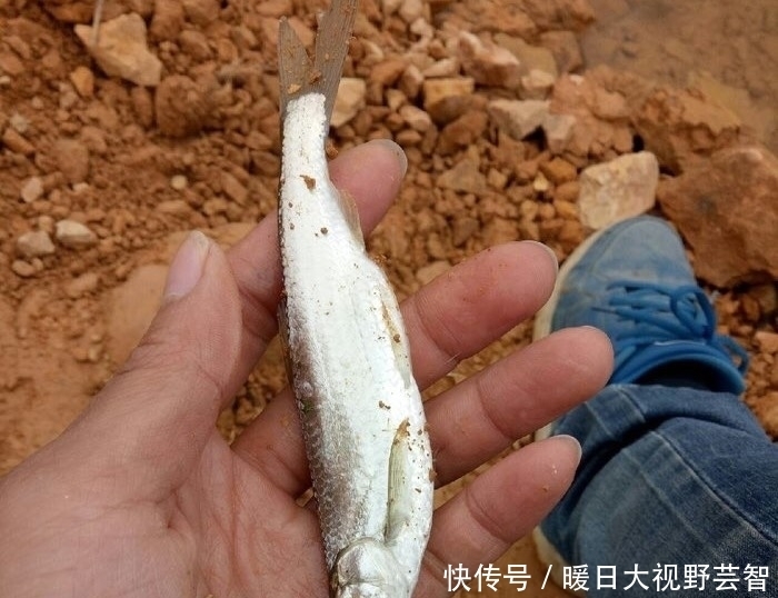 钓鱼|怎样野钓小白条?这个问题可能老钓手都不知道怎么回答,值得收藏