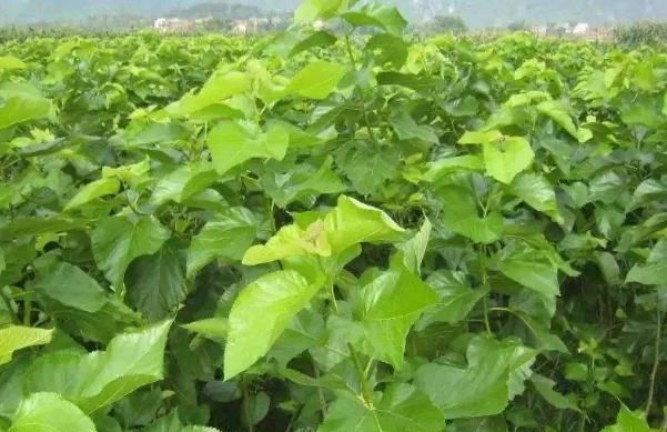 你还在为白发着急吗？其实一片树叶就能解决！经常使用胜过黑发剂