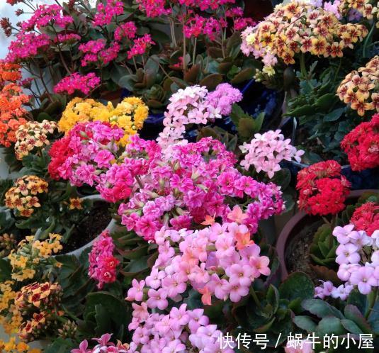 扦插长寿花?掌握4点,插一盆爆一盆,满阳台全是花