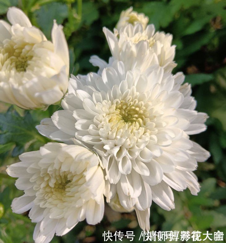 光照|9种花,光照时间越短越容易爆盆,晒太久反而不开花