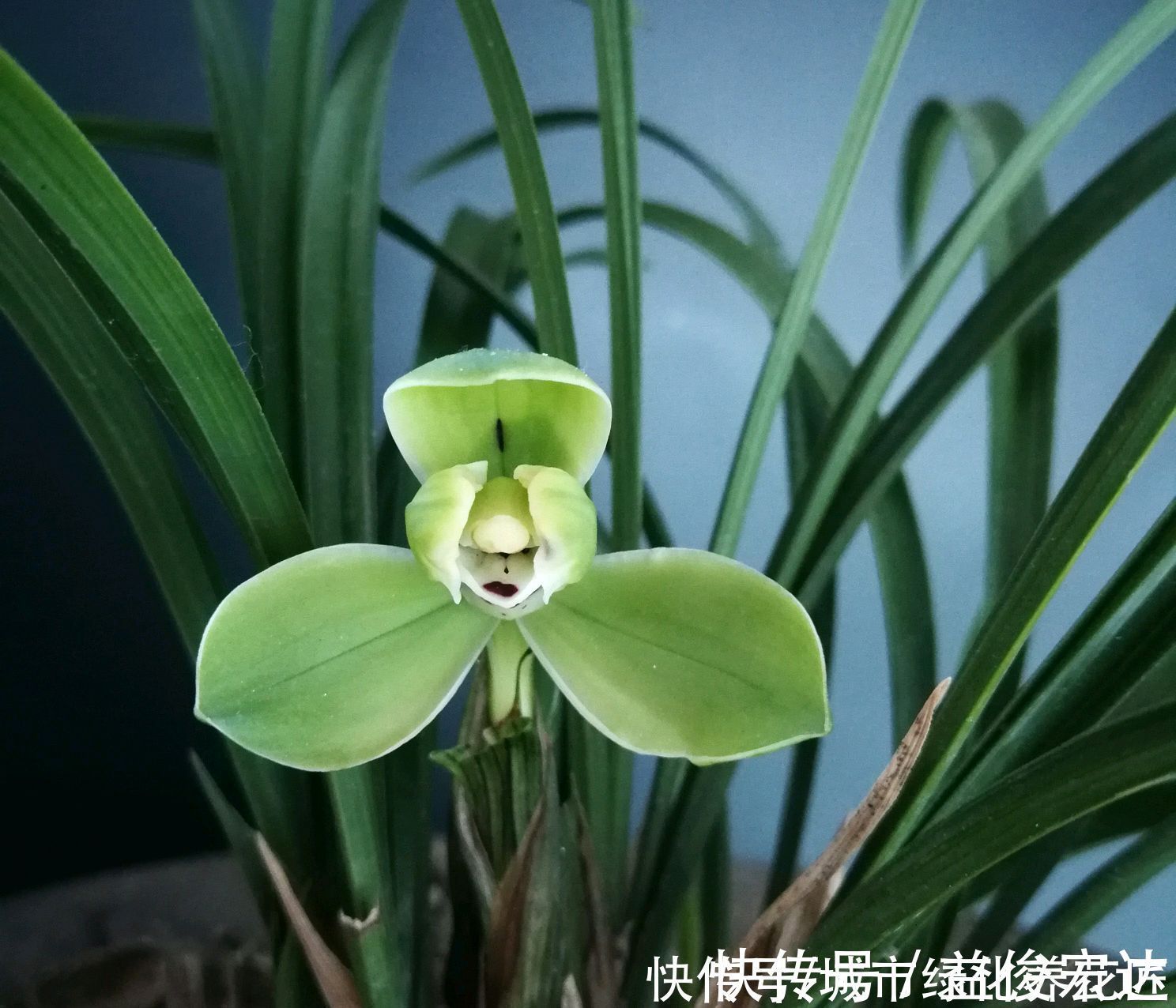 把兰花放到外面做“雪浴”，冻不死，还能杀虫卵，来年使劲长新芽