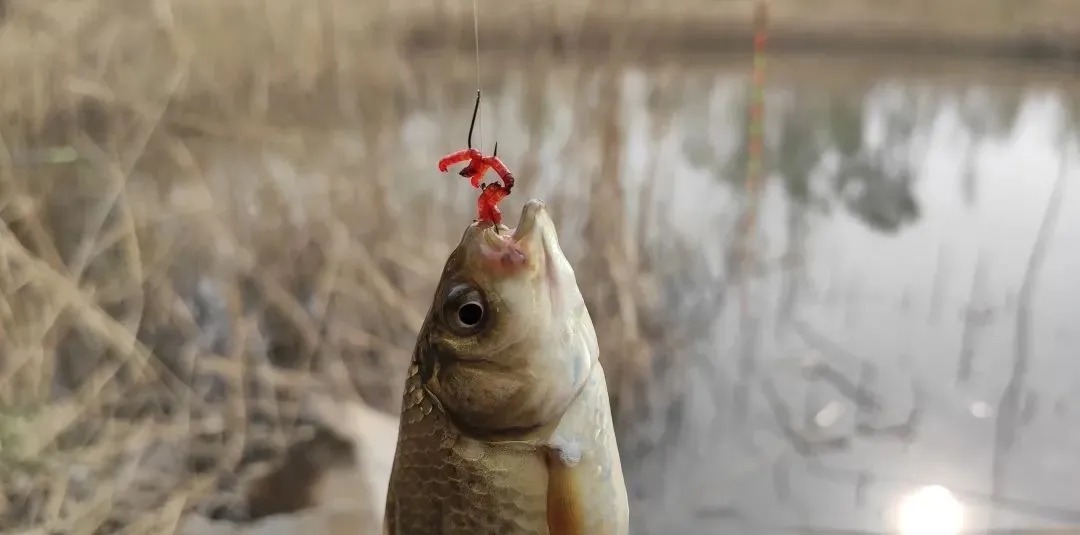 钓鱼|红虫钓鱼真的不简单,正确使用才连竿上鱼,方法错误就空军