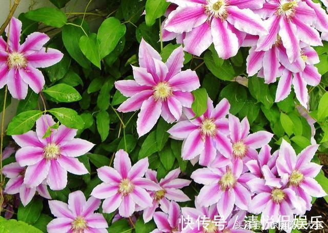 三角梅|家里有小院,种上爬藤花,爬上墙爬上窗,美到极致,天上人间