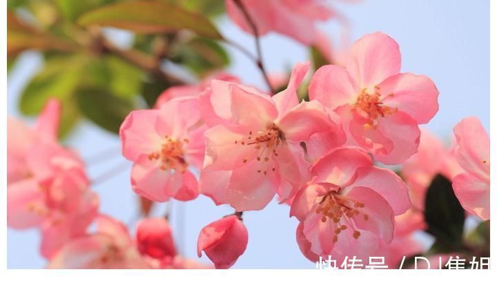 春花秋叶|当年的《大鱼海棠》经典催泪台词,你还记得吗?
