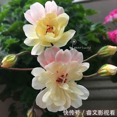 阳台种了30多种天竺葵,美不胜收,客人来了都舍不得走