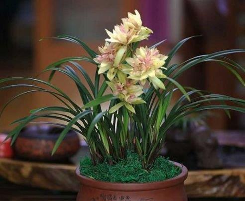 4种花好养又漂亮,花朵大花期长,花朵迷人,阵阵花香