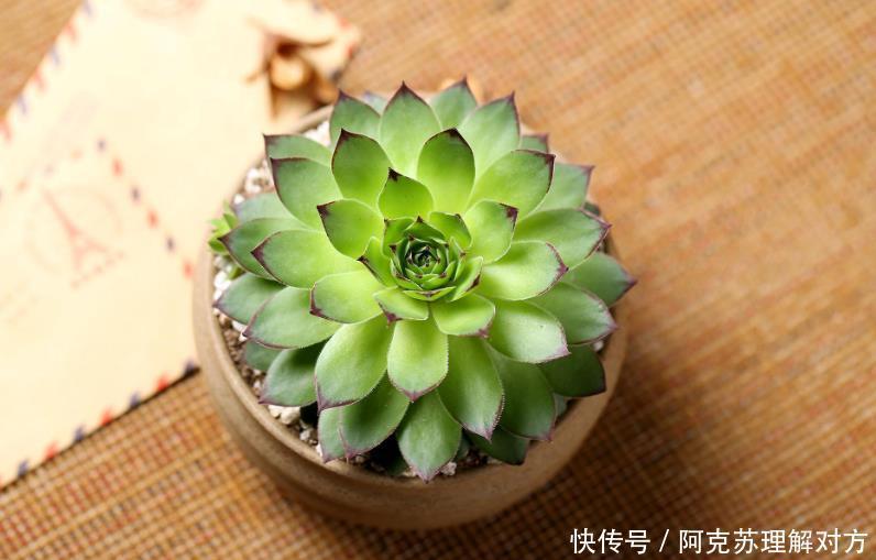 小白养多肉,不用瞎折腾,盆栽这5款,漂亮、落地就生根