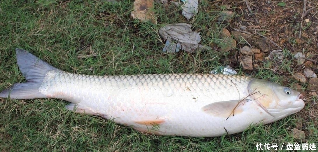 钩距|调多大钩距,才能更快地钓“双飞”?数据在此,记住的可以去试试