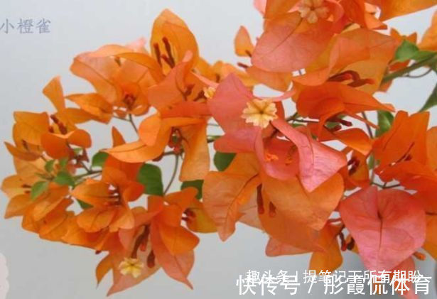 “优良品种”橙雀三角梅,花开爆盆,美艳优雅,可以说是养花首选