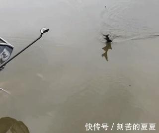 六安钓鱼人钓起“长嘴鱼”以为是保护鱼类给放了，后来才知亏大了