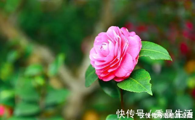 花中娇客|中国传统名花“花中娇客”,30种茶花一开,美了十里八乡