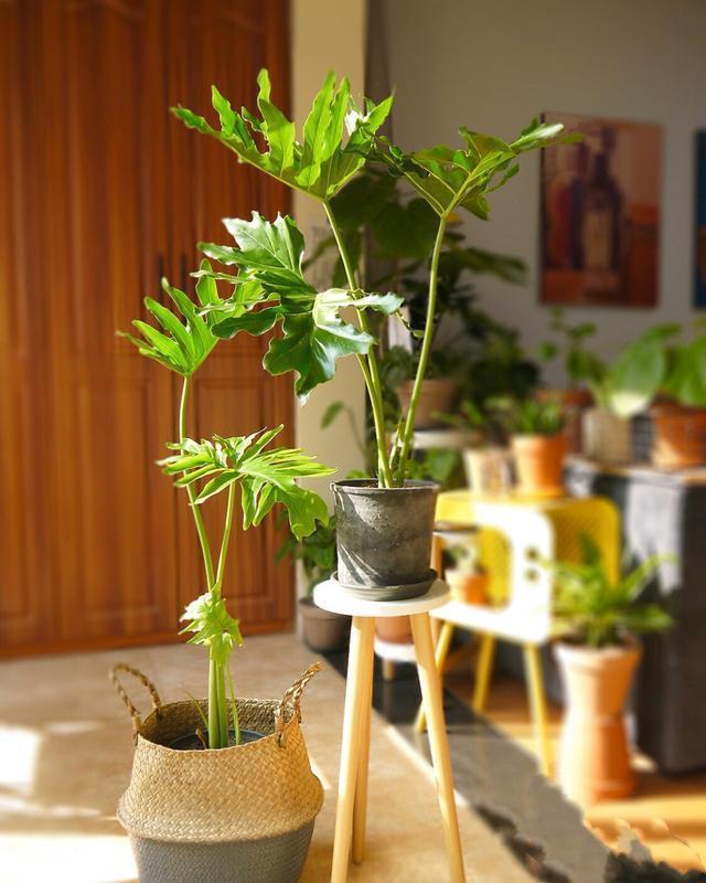 16种耐阴花,就算阳光不足,也能年年生长、开花