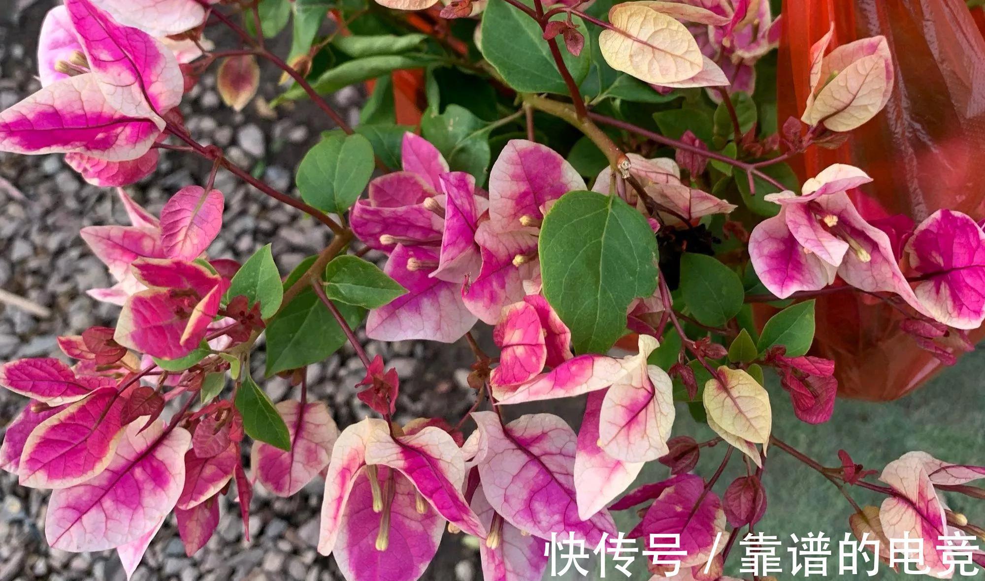 你还在花钱买土吗，不用花钱就能制作出高质量花土，要不要学习