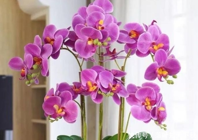 养花试试此4种花,花香四溢飘满屋,清新优雅美爆了
