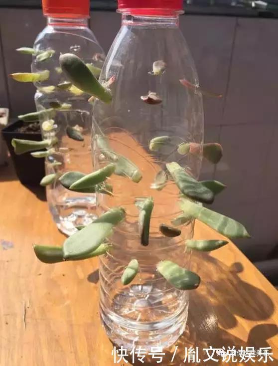 塑料瓶别扔了,用来养花真是神器!可别浪费了!