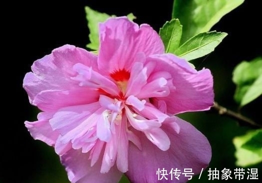 新手|就选这些花,沾土就活,生根快开花早,新手也能插活