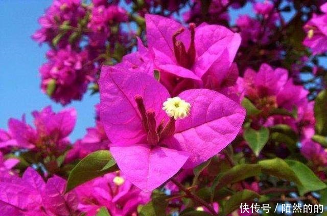 5种强悍花，个个晒不死，不晒就蔫巴，见光开大花，一开300天！