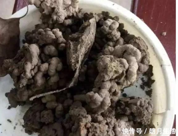 用生根水、淘米水养花,都赢不了这种“万能水”,养啥旺啥