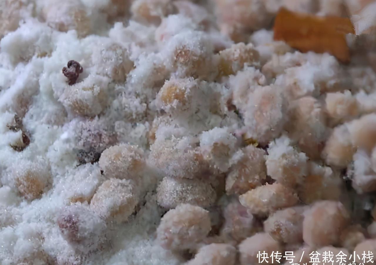 生米表面|在家自制盐焗花生米,外皮一搓就掉,干香酥脆,比油炸花生米好吃