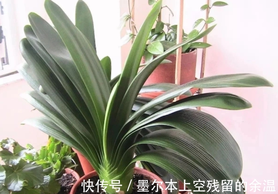 闲话君子兰和啤酒之间的关系、养护方法