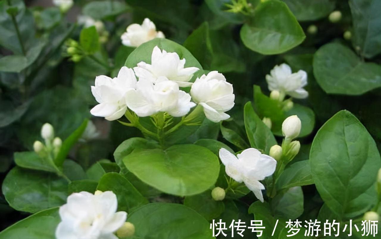 农历九月十八霜降后,养什么花?家里养3种花,平安喜乐合家幸福