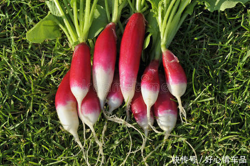 中年|萝卜的作用