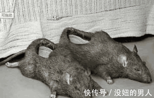 樱桃","m":"5e9af1581622c993b7fba961142f28ec1bfc93ea","nlabel":"stat_3100652944:zm.news.so.com:5pe25bCa5bCP5LuO6Zyc,pageType_zmt,glevel_3","ntag":"tfashion;sfashion_时尚;kfashion_1:高跟鞋;cfood_S:5:8677:一起吃:柿子;cfood_