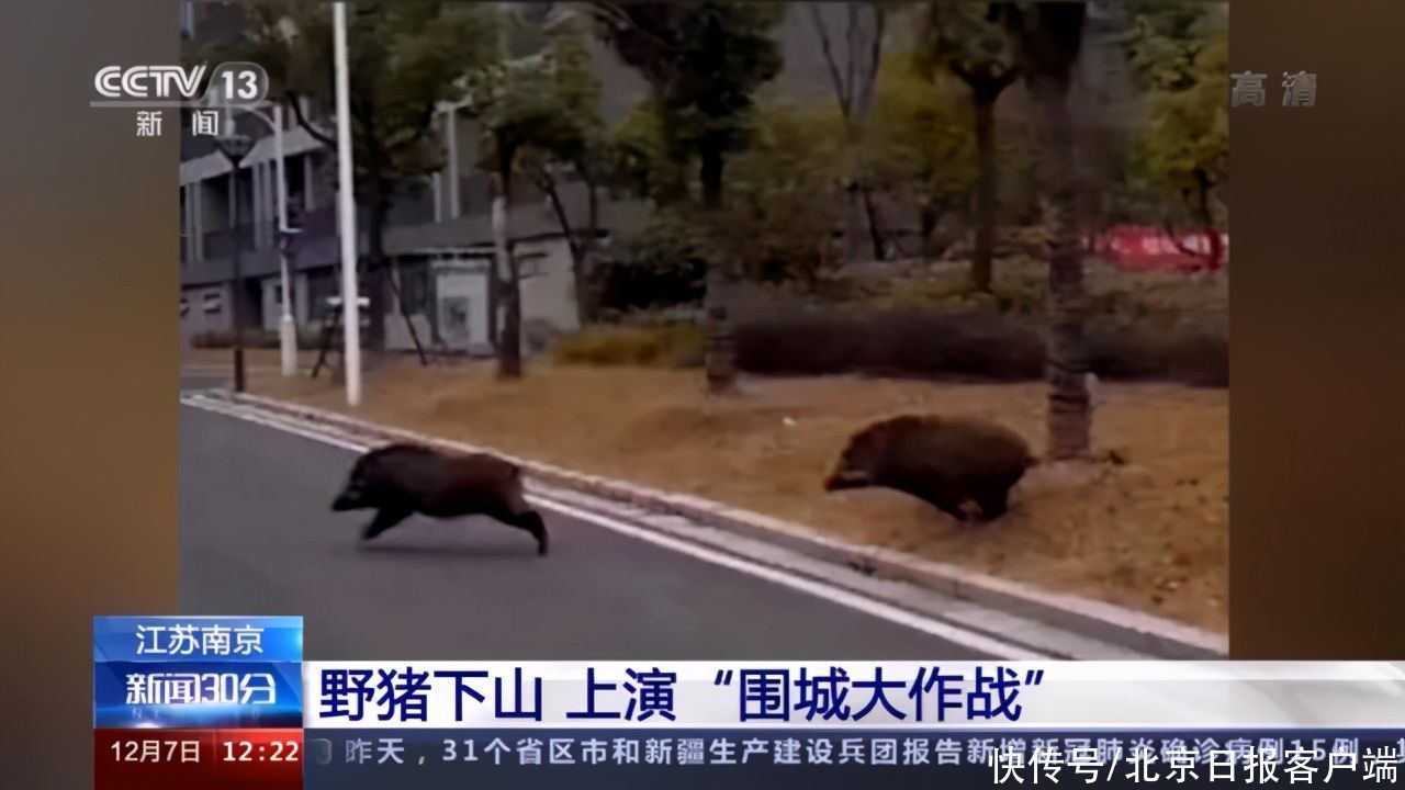  派出所民警|南京野猪下山，突然冲进一家奶茶店