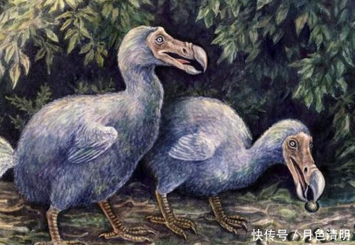 蓝色鸽子、巨鹿、斑驴,人类灭绝的9种美丽的国宝级动物